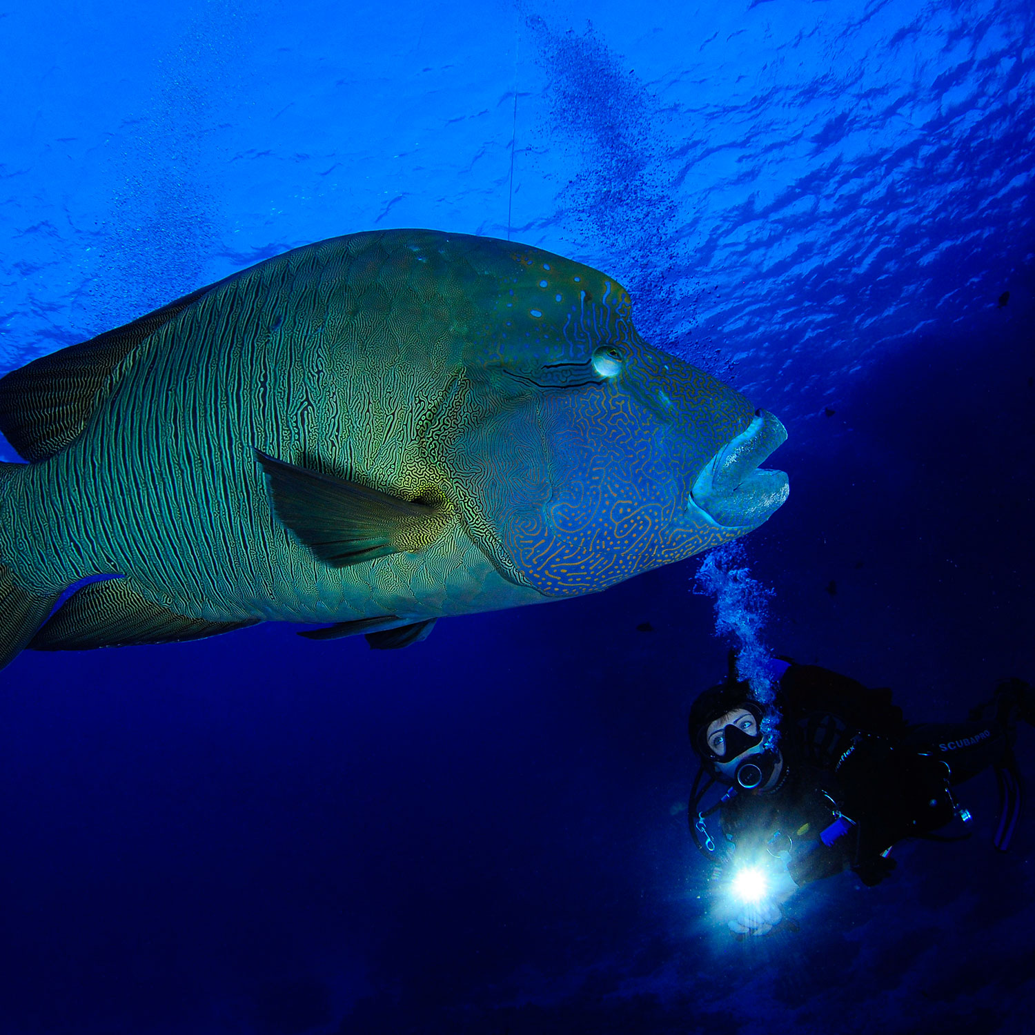 Under Pressure Diveclub Attersee - Tauchen im Meer